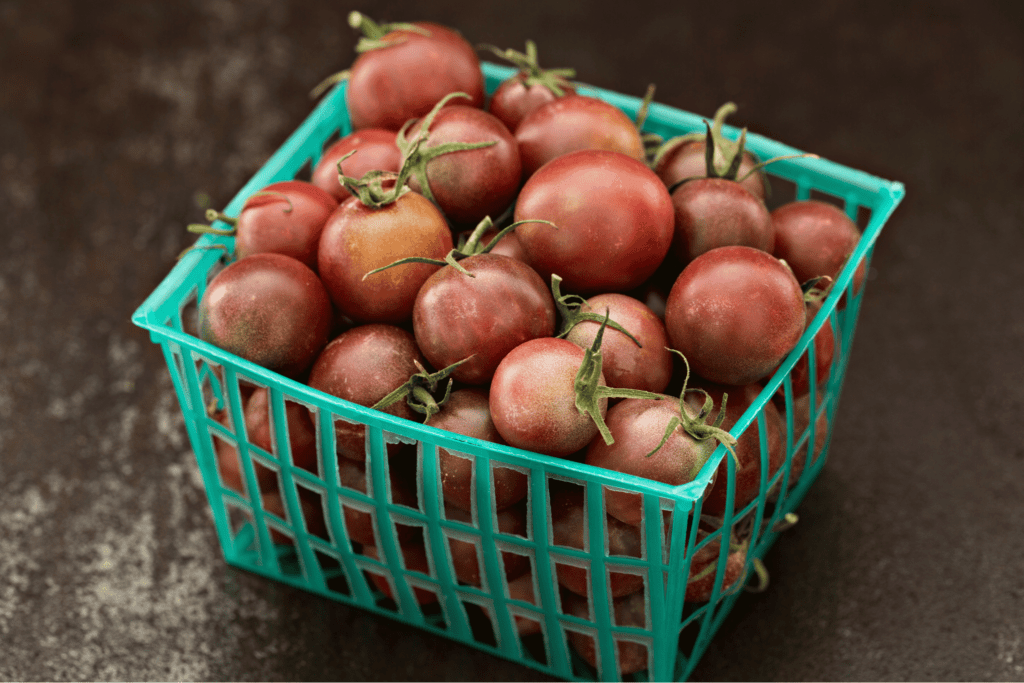 Best Cherry Tomatoes for Hydroponics Black Cherry Tomatoes