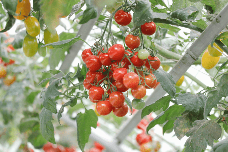 Clusters of ripe red and unripe green cherry tomatoes hanging on the vine amidst lush green leaves in a greenhouse setting.