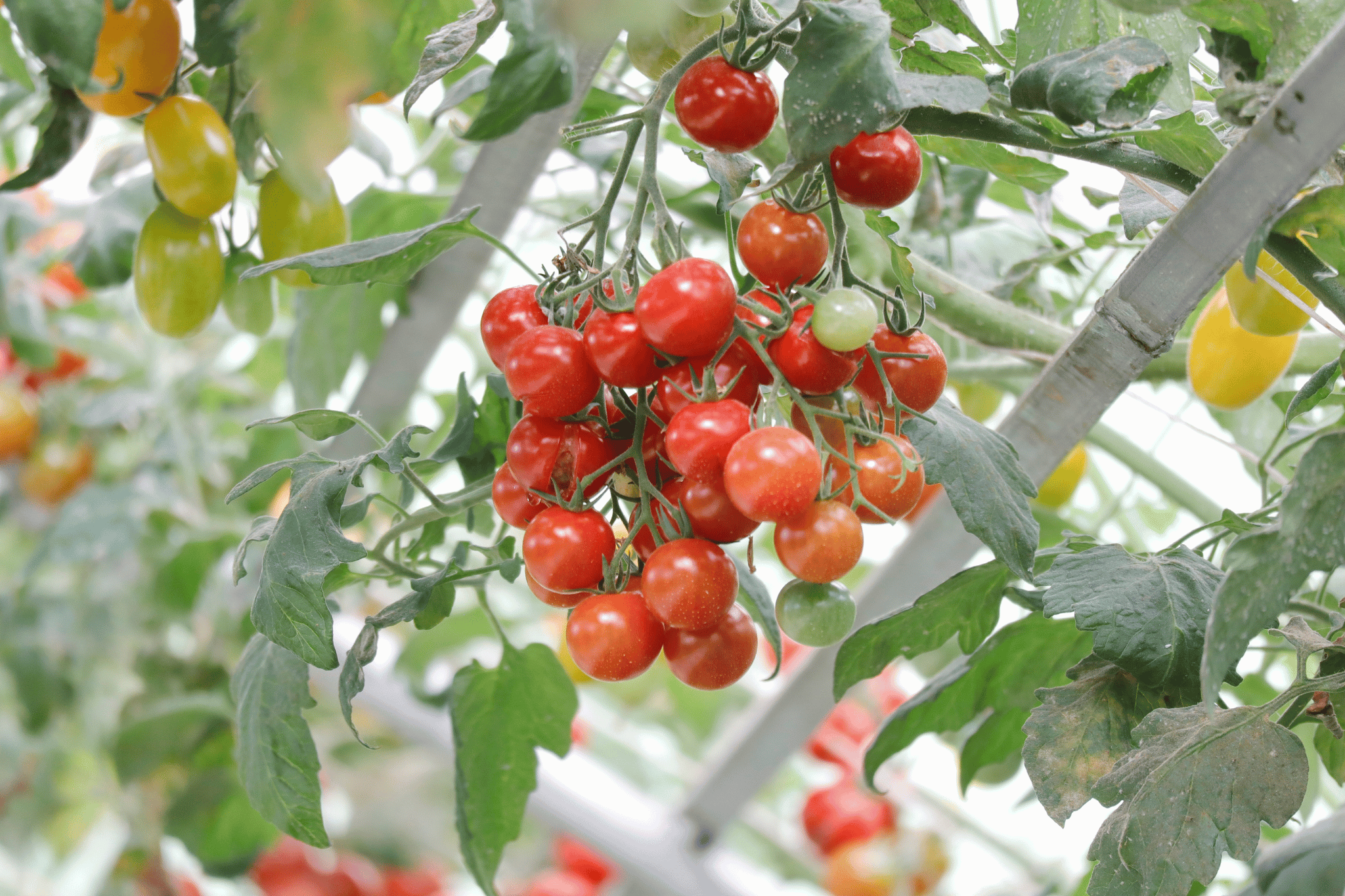 Best Cherry Tomatoes for Hydroponics Clusters of ripe red and unripe green cherry tomatoes hanging on the vine amidst lush green leaves in a greenhouse setting.