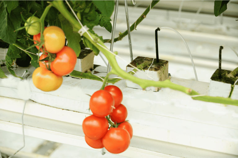 Cluster of ripe and unripe tomatoes hanging on a vine in a hydroponic greenhouse setting, surrounded by greenery and white fixtures.