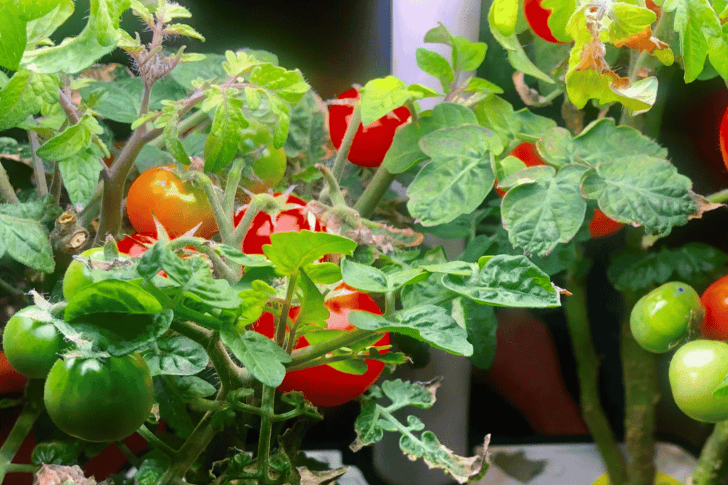 Best Hydroponics for Tomatoes: Ultimate Guide for Lush Growth Hydroponic Tomatoes Plants