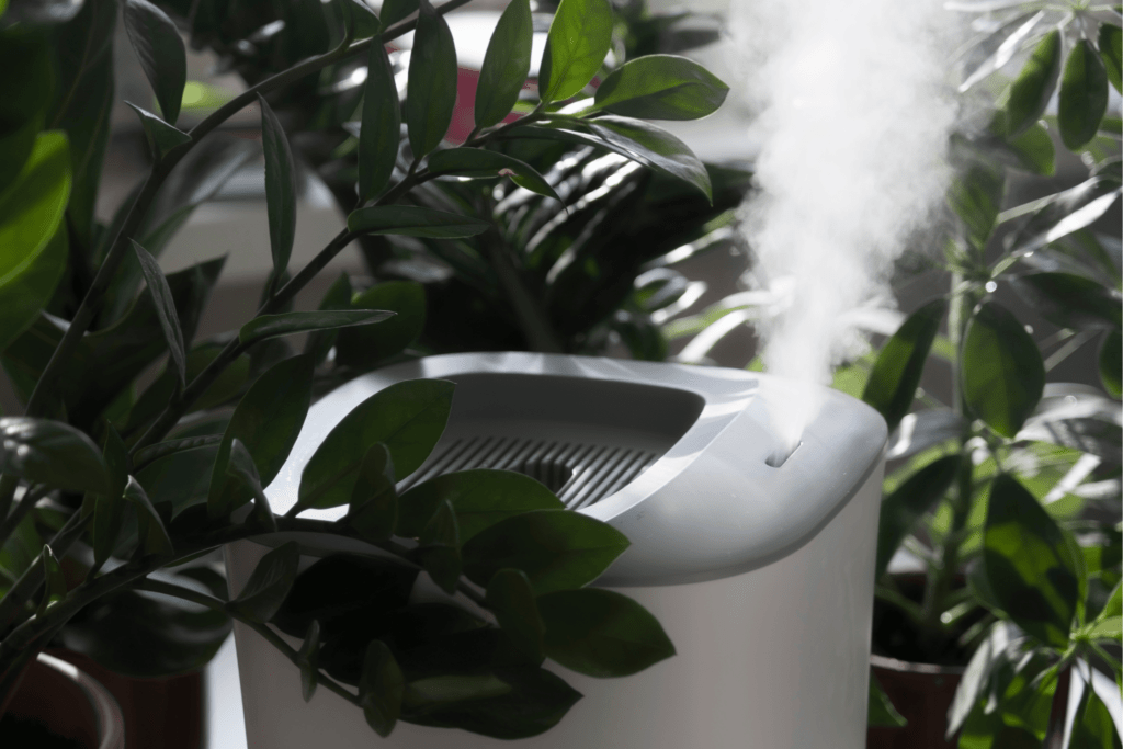 Growing Mint Indoors Low Light: Easy Tips humidifier and plants