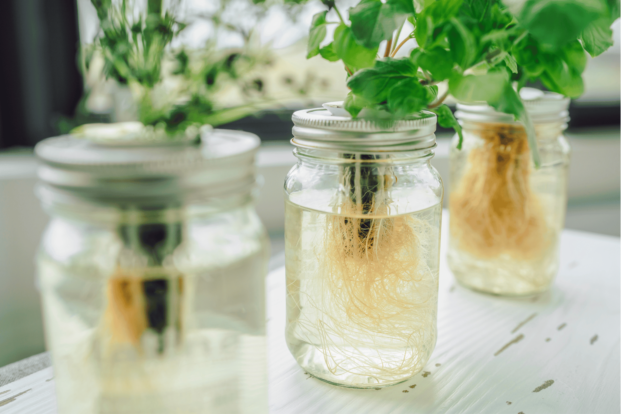 How To Grow Cherry Tomatoes Kratky Style Three glass jars with lush green plants and visible roots submerged in water, sitting on a white surface in natural light.